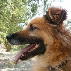 Maxi